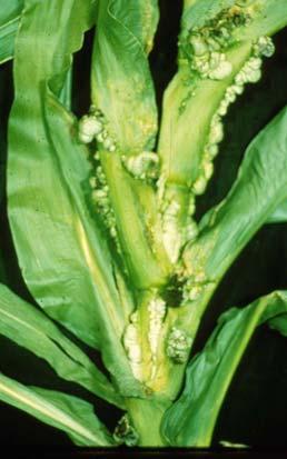 corn smut - Local infection In
