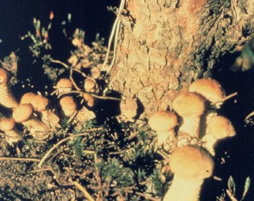 Mushrooms of