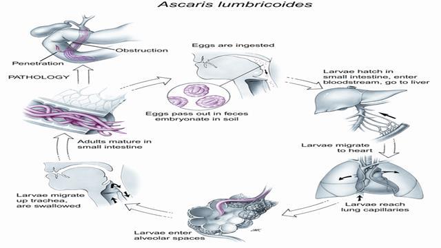 5. Life cycle of Ascaris lumbricoides BLY 111 TUTORIAL QUESTIONS ANSWERS 12.