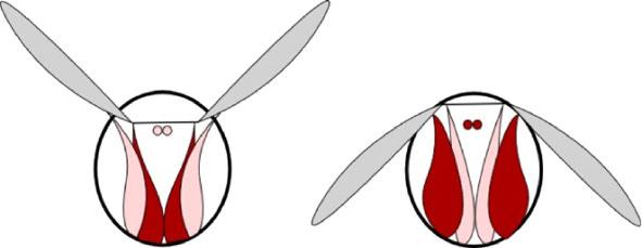 Fig. 1 An illustration of insect s wing stroke using synchronous muscles: a upstroke and b downstroke.