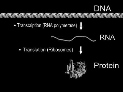 class of proteins called transcription factors that bind DNA and affect expression of the