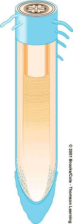Casparian Strip Prevents water and solutes from passing between cells into vascular cylinder Water and solutes must flow