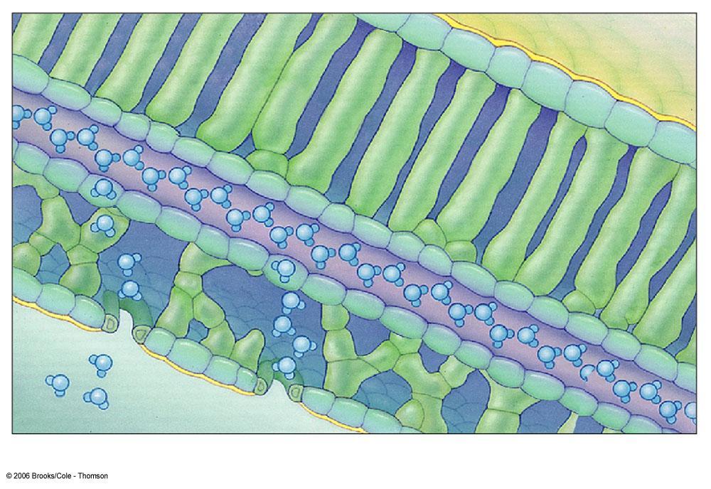 mesophyll (photosynthetic cells) vein upper epidermis Transpiration is the evaporation of water molecules from aboveground plant parts, especially at stomata.