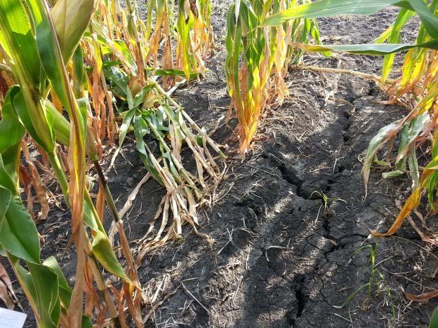of an impact on the corn crop. Crops with few or no green leaves will not benefit from these recent rains. In addition to its impact on yield, drought stress affects stalk quality.