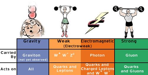 particles (quarks + leptons): charm + strange quark, muon + neutrino top +