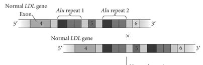 Transposition A mutated low-density lipoprotein (LDL) gene in