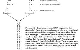 Types of Genetic Change Point mutations molecular scale (source of new alleles) Base substitutions: transitions vs. transversions Replacement (non-synonymous) vs.