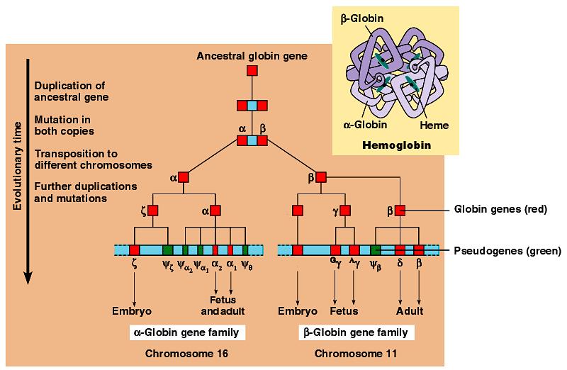 The Evolution of Human α-globin and β-globin Gene