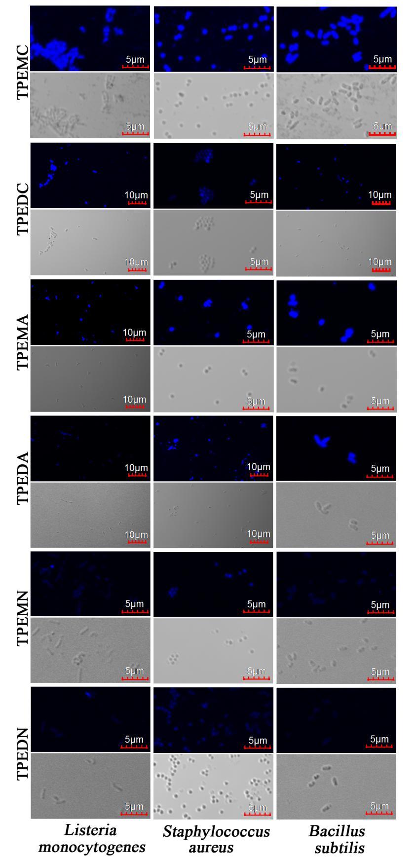 Figure S10. Fluorescence images and bright field of Gram-positive bacteria (L. monocytogenes, S. aureus, B.