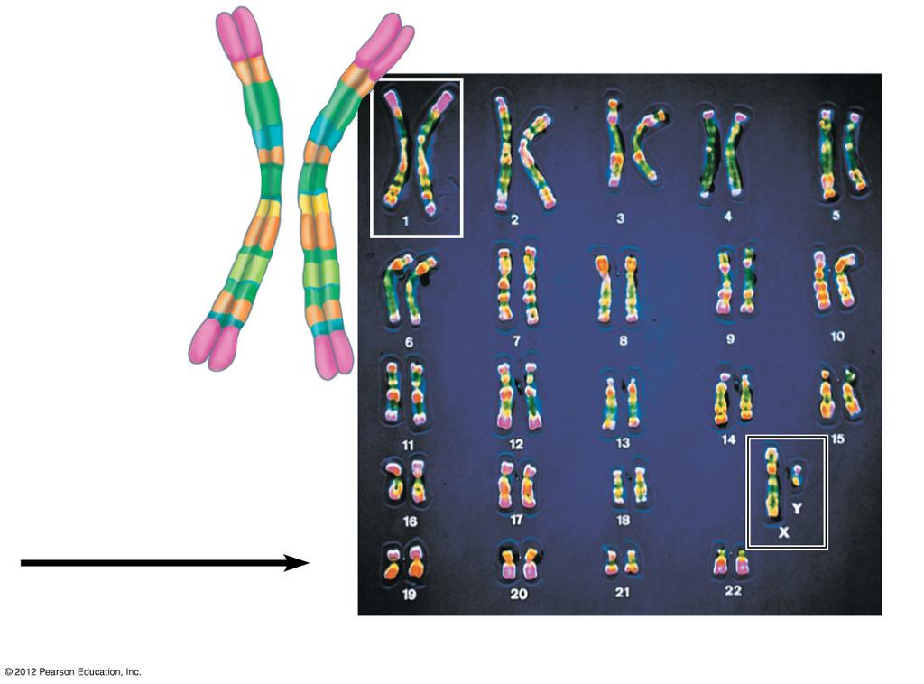 Figure 8.18_s5 Centromere Sister chromatids Pair of homologous chromosomes 5 Sex chromosomes 8.