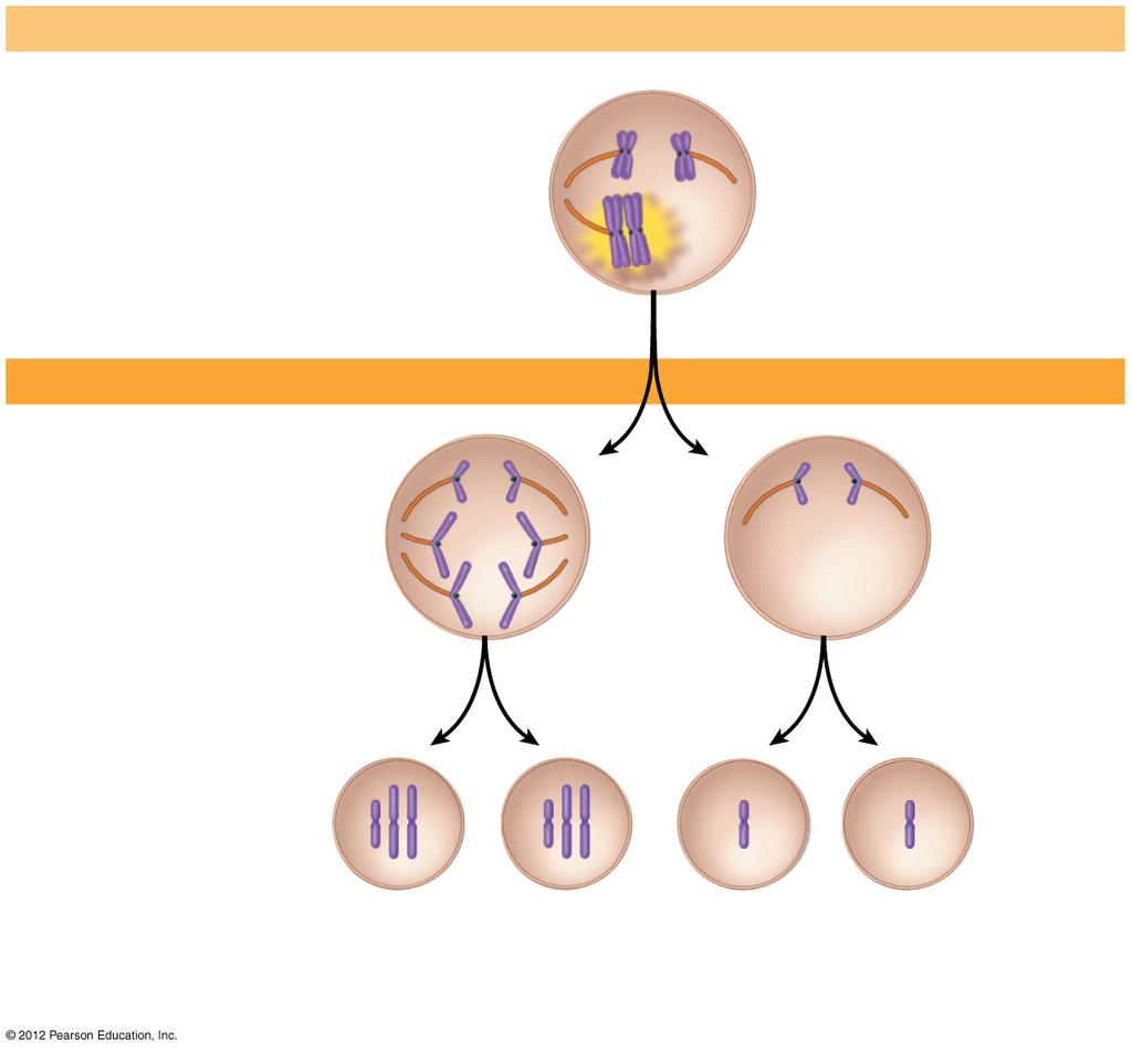 Figure 8.20A_s1 MEIOSIS I Nondisjunction Figure 8.20A_s2 MEIOSIS I Nondisjunction MEIOSIS II Normal meiosis II Figure 8.