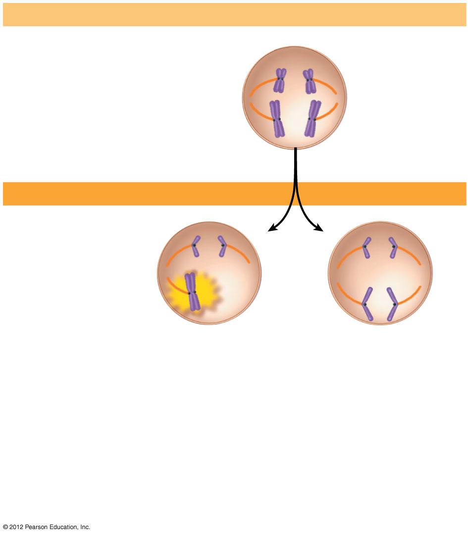 Figure 8.20B_s1 MEIOSIS I Normal meiosis I Figure 8.