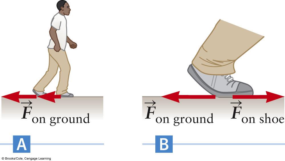Friction and Walking The person pushes off during each step The bottoms of his shoes exert a force on the ground This is F on ground If the shoes do not slip, the force is due to static friction The