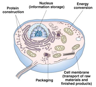 Life on Earth Two main types of life: prokaryotes: (means "before nucleus") organisms