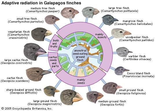 Adaptive Radiation Single species or small groups of