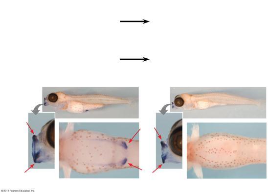 Result: Yes Pitx1 is expressed in the ventral spine and mouth regions of developing marine sticklebacks but only in the mouth region of developing lake