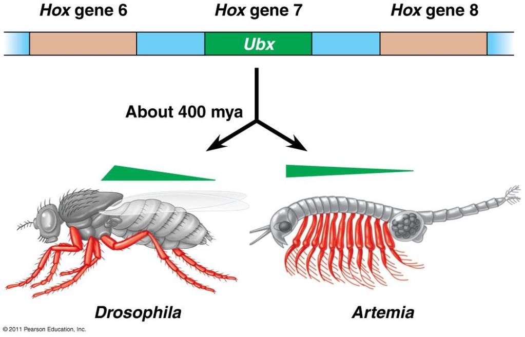 Hox genes Evolution of Hox genes changes the