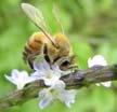 Introduction Honey bee reproductive cycle II.
