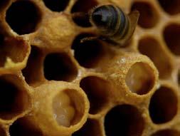Contexts of potential nepotism Polyandry in honey bees creates a potential for intracolonial nepotism in various contexts including: Food-sharing Brood care Swarming The genetic structure of