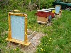 up observation colonies, we went to apiary and chose frames frome one
