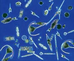 Life in the Sea Most in Mixed Layer (sunlight can penetrate) Phytoplankton: microscopic plants basic food source for ocean life (almost all life in the ocean depend