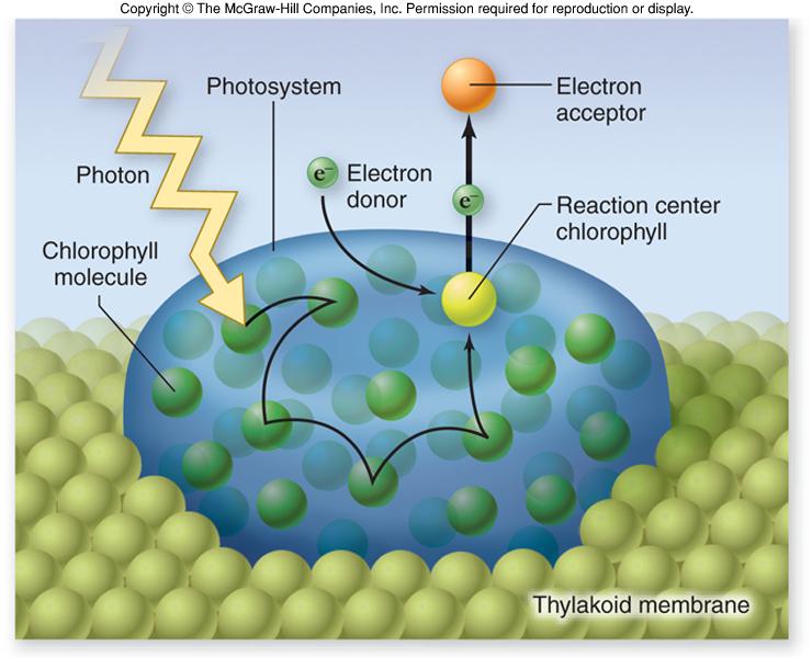 16 Photosystem Organization At the reaction center, the energy from the antenna complex