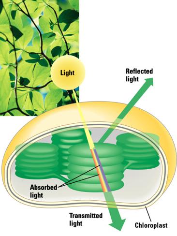 Photosynthetic Pigments When light hits matter it can be reflected, absorbed or transmitted.