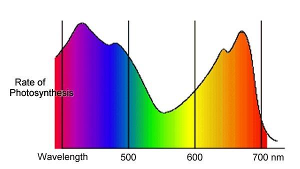 Action Spectrum The action spectrum profiles the relative