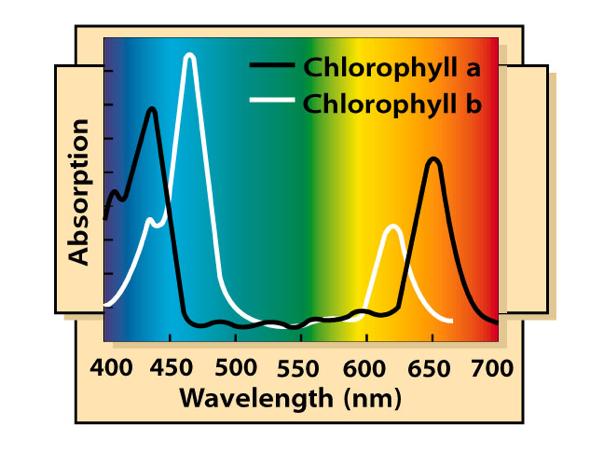 Photosynthetic Pigments An graph plotting a pigment s light absorption versus wavelength is called an absorption spectrum.
