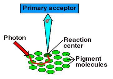 state, releasing energy as heat and light but in plants the primary acceptor does