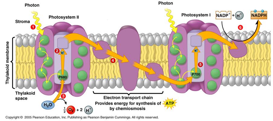 Photosystem I and II To complete the light reactions plants require 2 different photosystems working together to harvest the energy and electrons needed