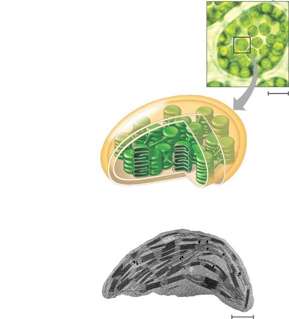 Chloroplasts Mesophyll Double outer membrane Chloroplast Chloroplasts filled with a dense fluid 5 µm A third membrane system made of stacks called