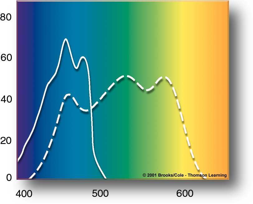 percent of wavelengths absorbed ACCESSORY PIGMENTS Carotenoids, Phycobilins,