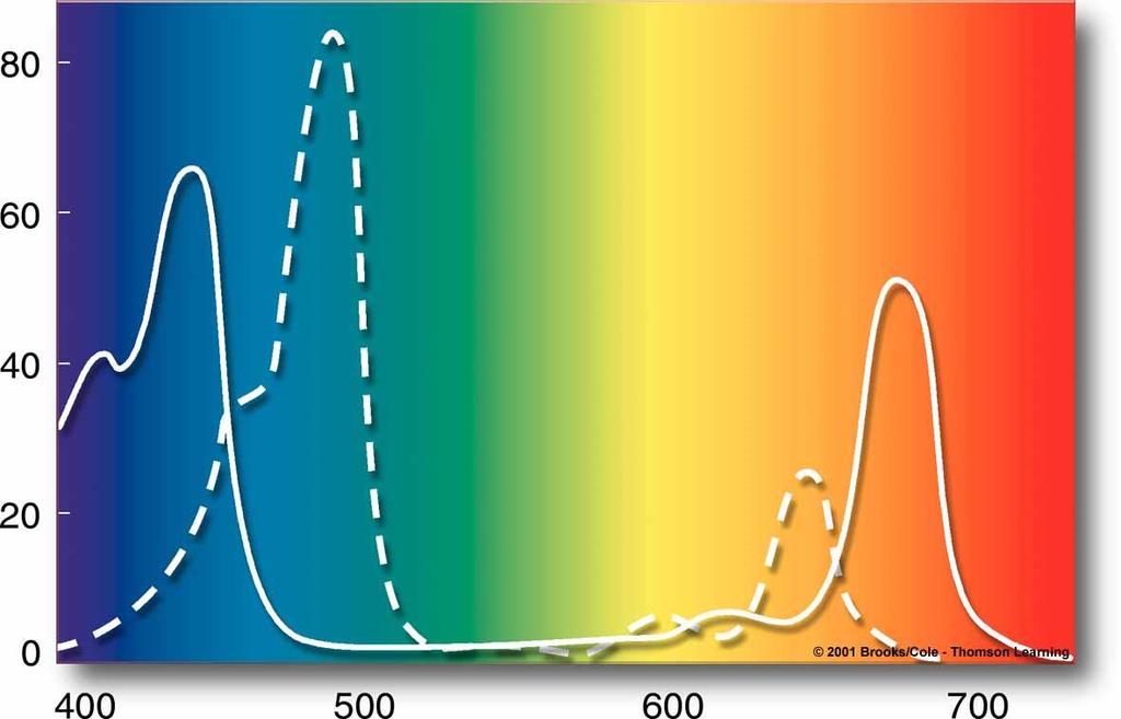 Wavelength absorption (%) CHLOROPHYLLS Main pigments in most