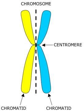 104. organizes the spindle during mitosis Centrioles 105. makes the ribosomes Nucleolus 106.
