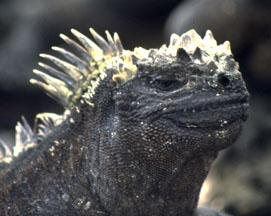 Only lizard to feed at sea -algae, seaweed Galapagos Marine Iguana (Iguanidae) Up to 10 or 12 m deep Up to a