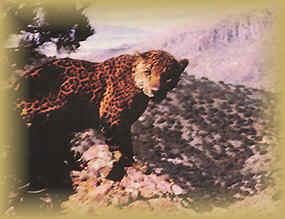 Panthera onca http://www.