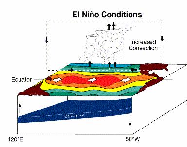 During El Niño, the trade winds relax in the central and western Pacific leading to a depression of the thermocline in the eastern Pacific, and an elevation of the thermocline in the west.