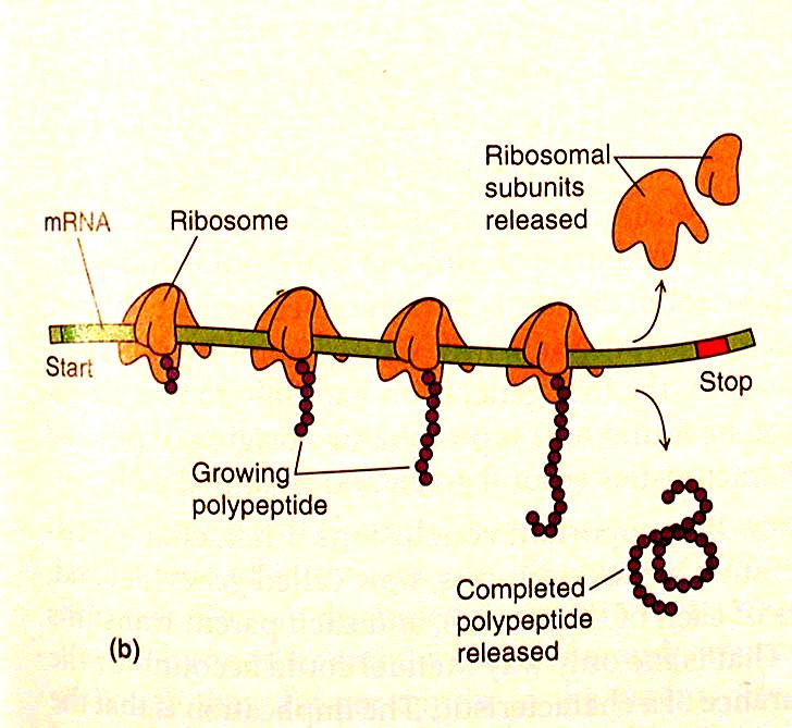 Translation: From RNA to Protein RNA