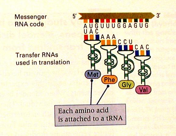 Translation: From RNA to Protein An mrna sequence is decoded in sets of three nucleotides, called codon.