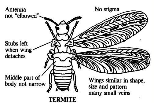 Identification: Termitidae Termites