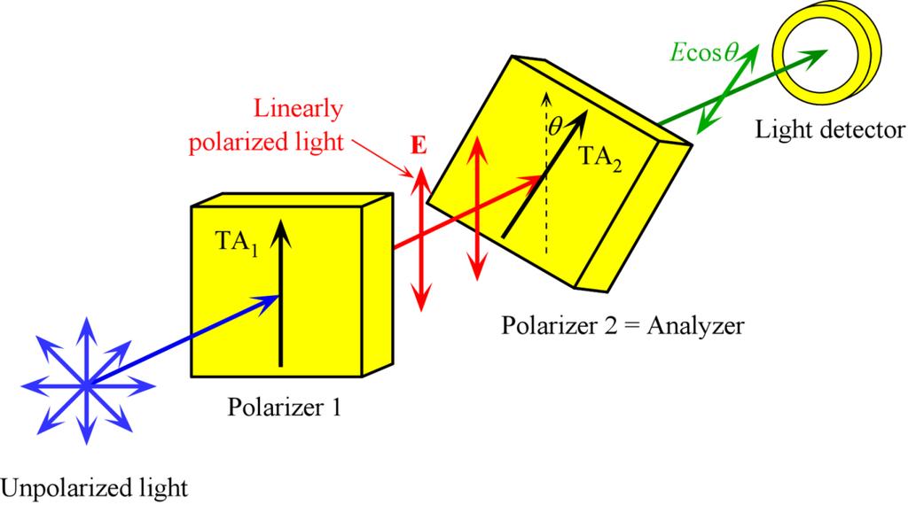 Malus s Law I ( θ ) = I ( 0)cos 2 θ Randomly polarized light is incident on a Polarizer 1 with a transmission axis TA 1.