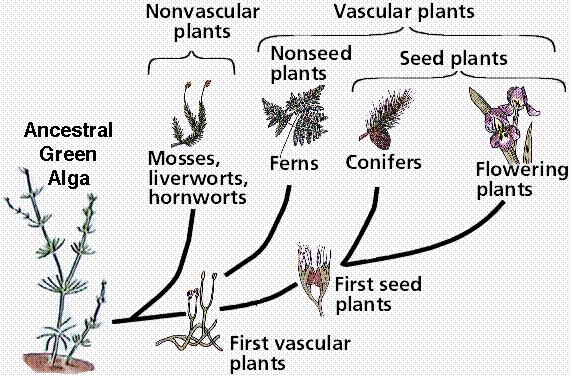 Land Plant Diversity Seed