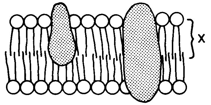 18. Base your answer to the following question on The diagram below represents a section of a plasma membrane. 21.