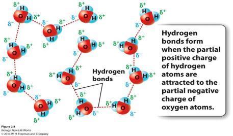 3) HYDROGEN BONDS A hydrogen bond is an interaction of a hydrogen atom and an electronegative atom.