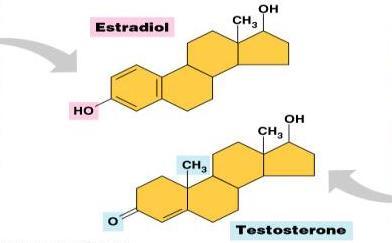 2) STEROIDS Steroids like cholesterol are a component of animal cell membrane.
