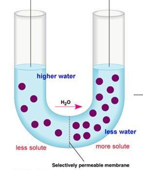 Osmosis Transport of water molecules from dilute