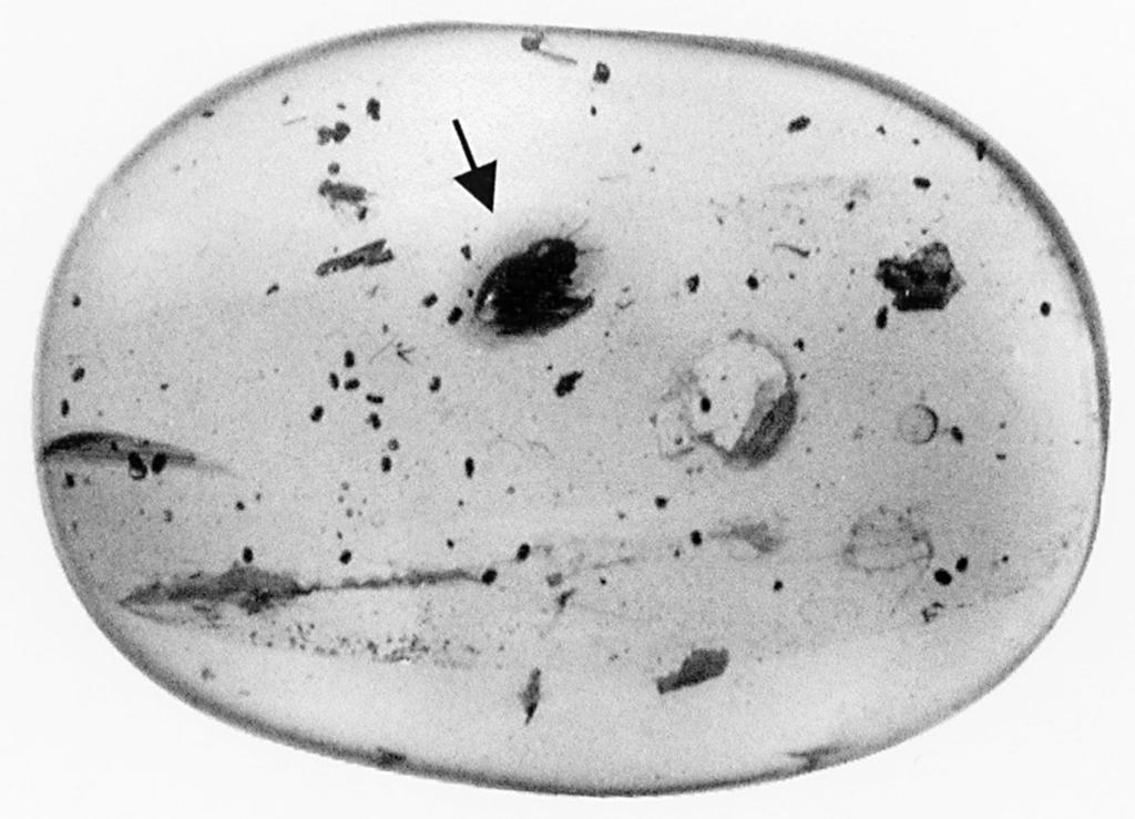 352 Florida Entomologist 83(3) September, 2000 Fig. 3. Amber cabochon containing Discocoris dominicanus Slater & Baranowski, new species. segment infuscated on apical half.