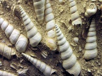 Mollusca (Mollusks) Mollusk Facts: Taxonomy: Phylum: Mollusca Class: Bivalvia Gastropoda Range: Gastropoda (Cambrian-Recent) Bivalvia