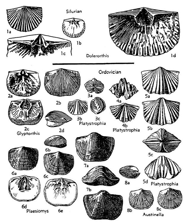 Brachiopoda Brachiopod Facts: Taxonomy: Phylum: Brachiopoda Class: